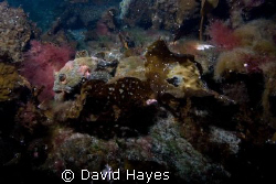 November diving in Alaska's Prince William Sound. A small... by David Hayes 